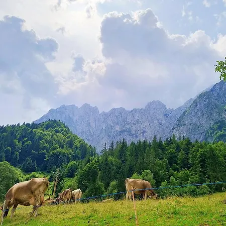 Happy Guest - Alpin Vista * Colere
